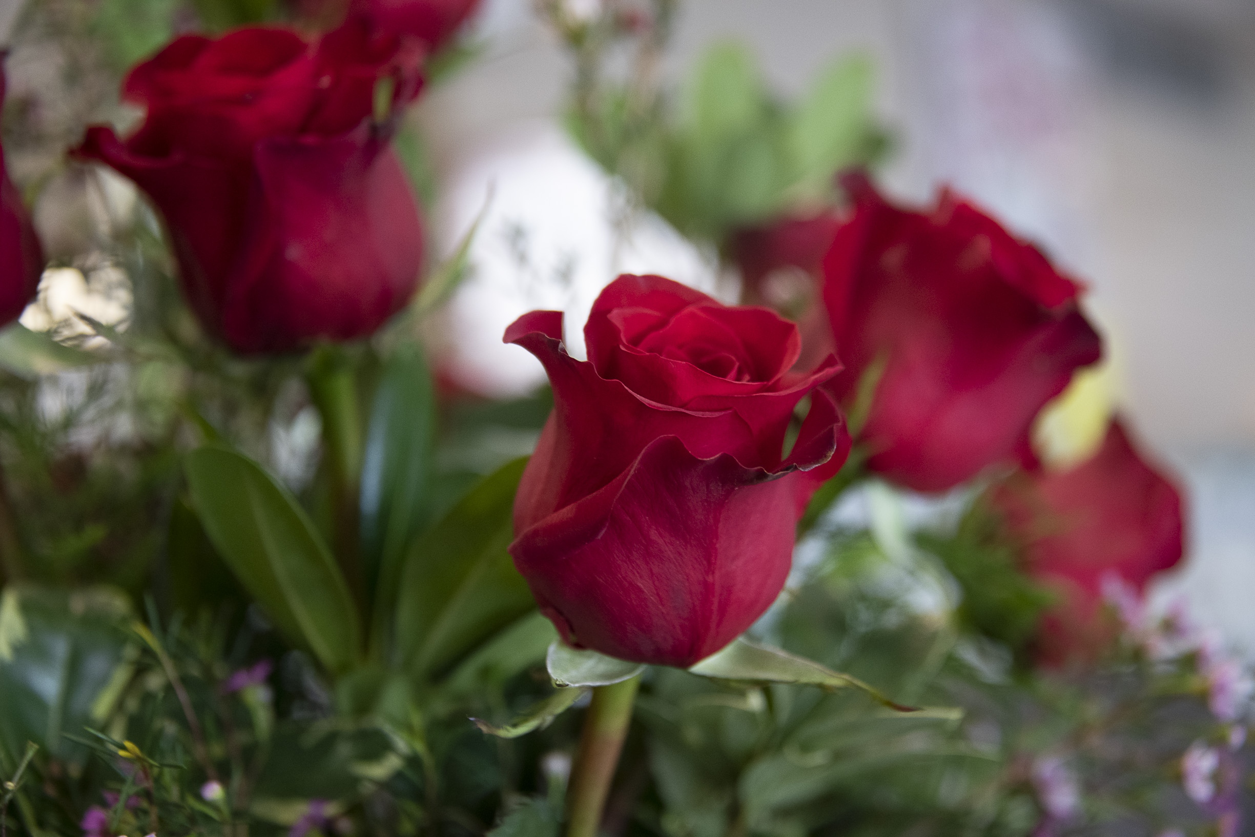 Valentine's Day Red Roses